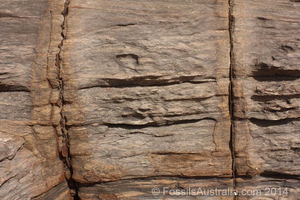 Bioturbation