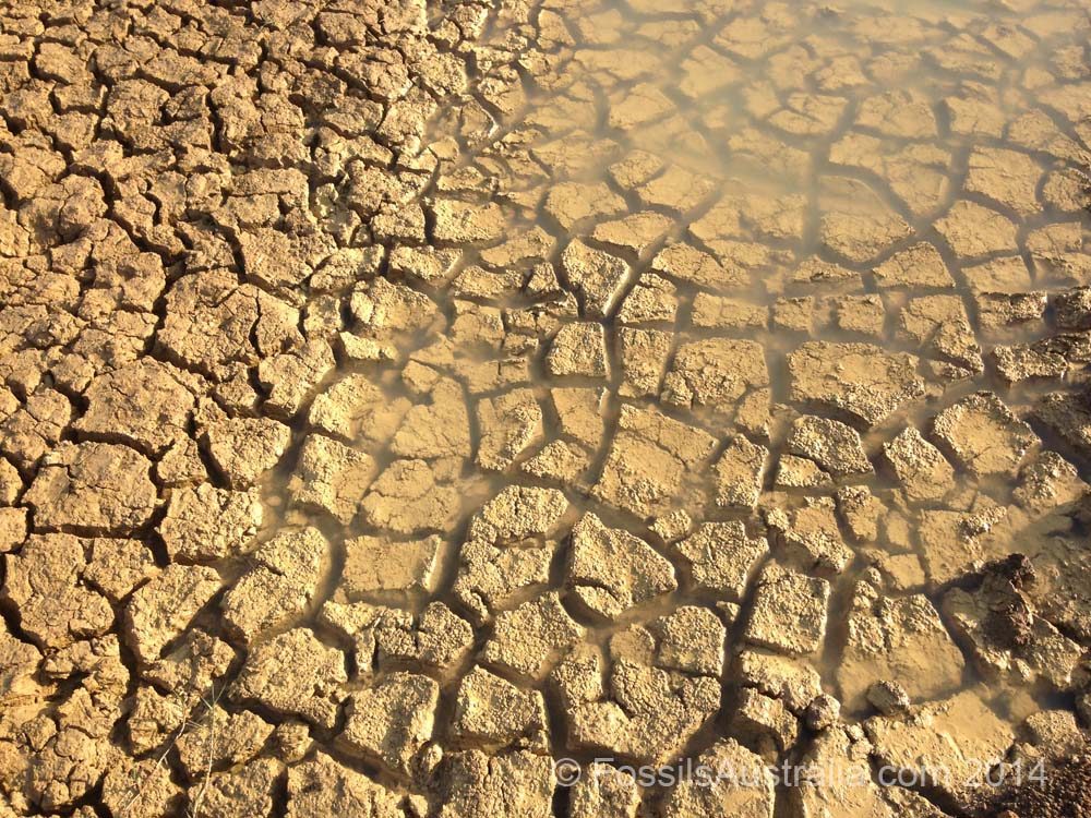 Modern Day Mud Cracks