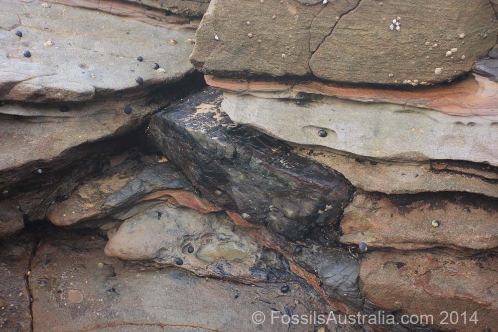 Petrified Tree
