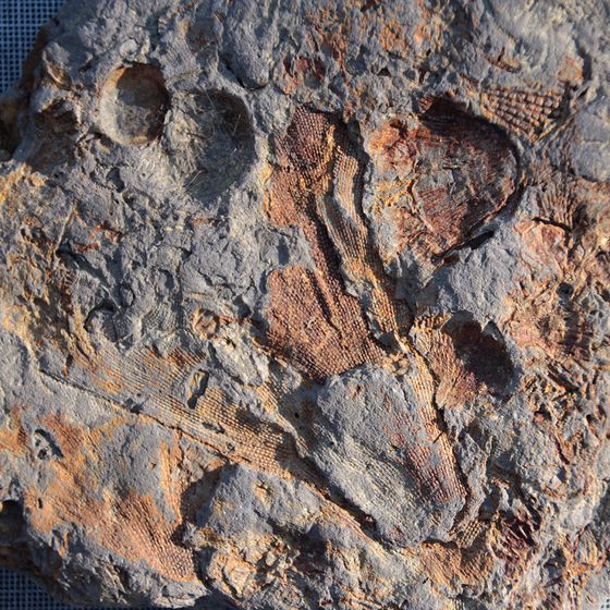 Bryozoa 1