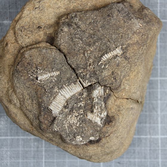 Crinoids