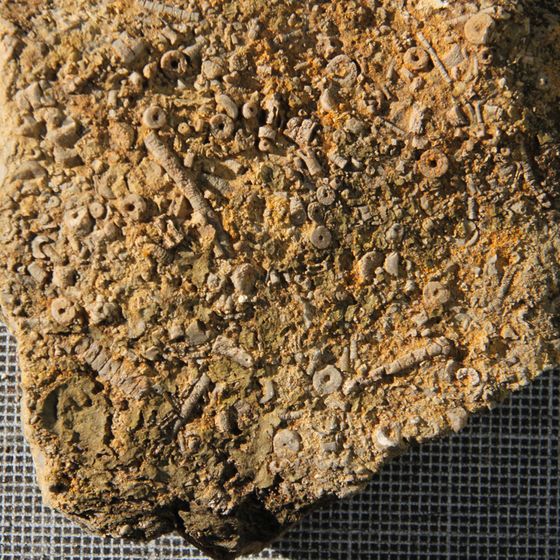 Crinoids 2