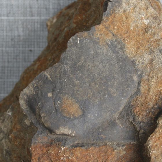 Deltopecten Bivalve Mollusc