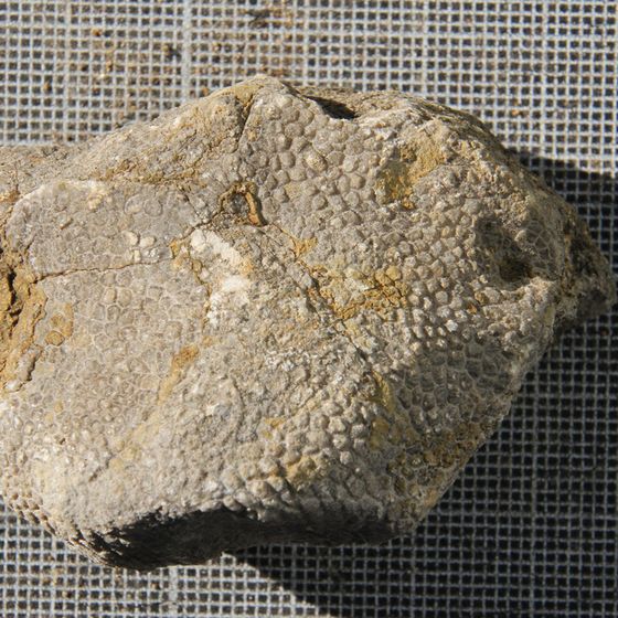 Favosites 2