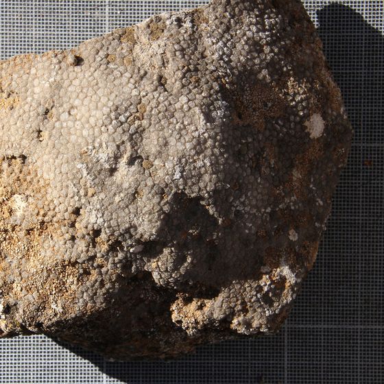 Favosites Brain Coral