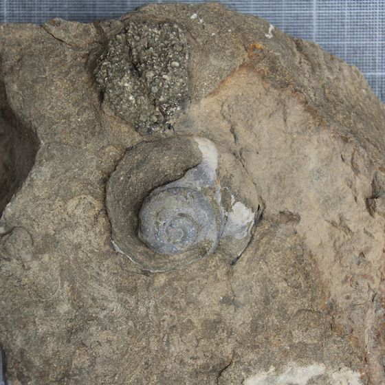 Gastropod