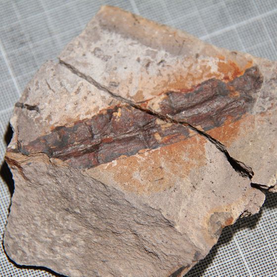 Glossopteris Vertebraria