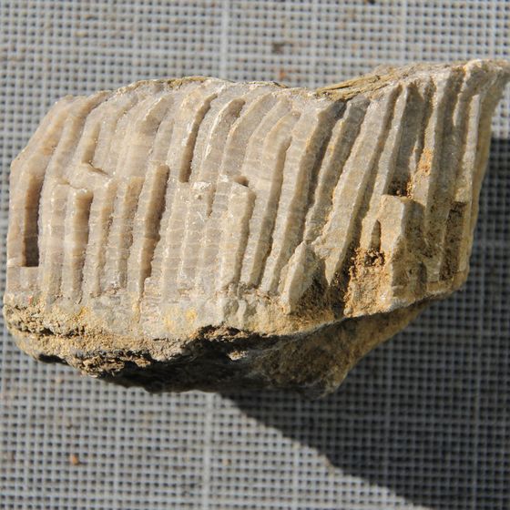 Hexagonaria