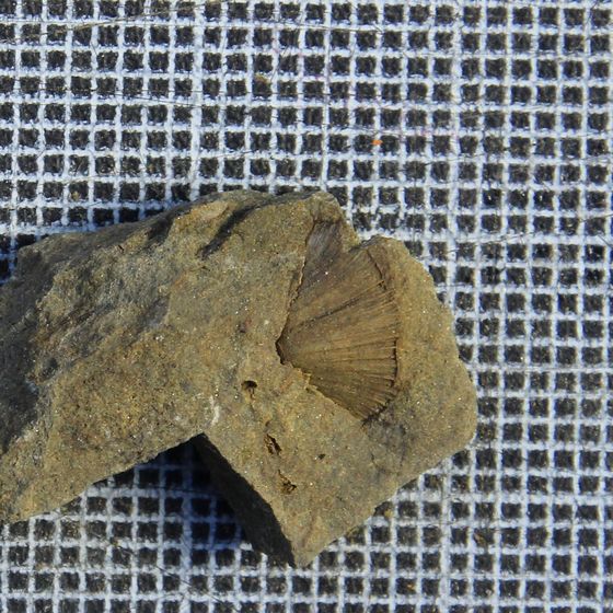 'Spinella' Brachiopod fossil