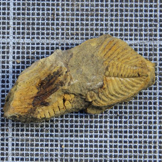 Proteus Trilobite fossil