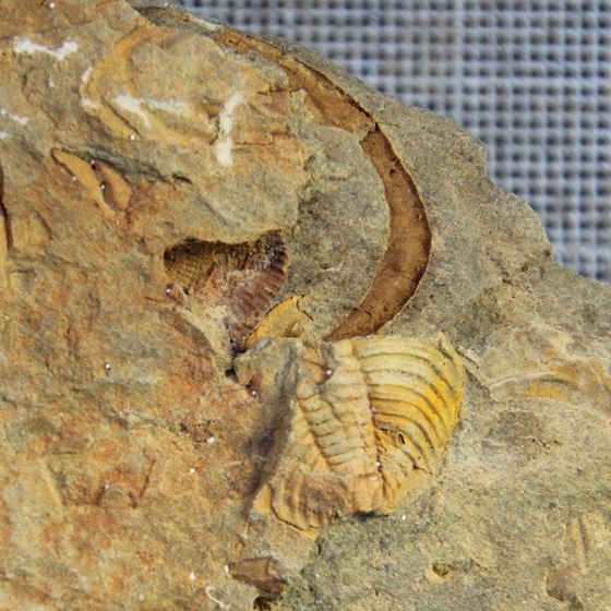Proteus Trilobite fossil