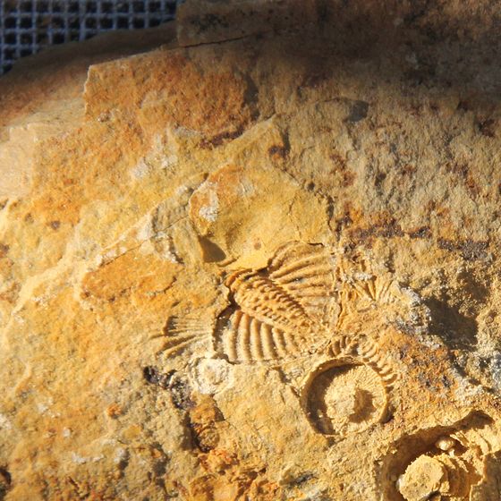 Proteus Trilobite