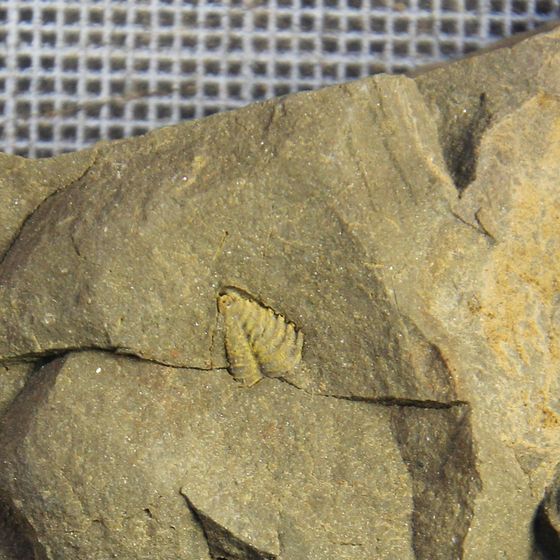 Proteus Trilobite