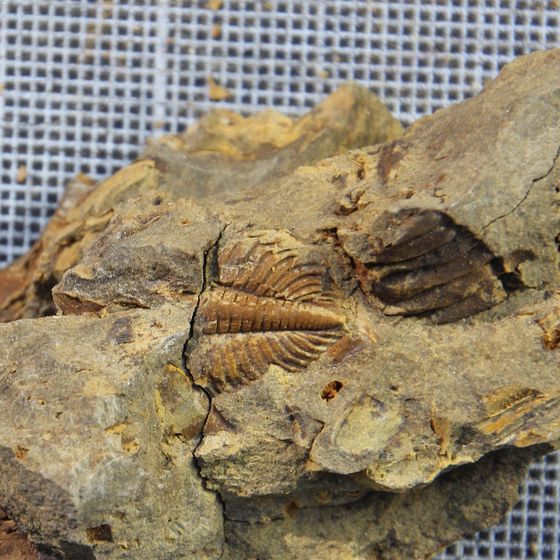 Proteus Trilobite