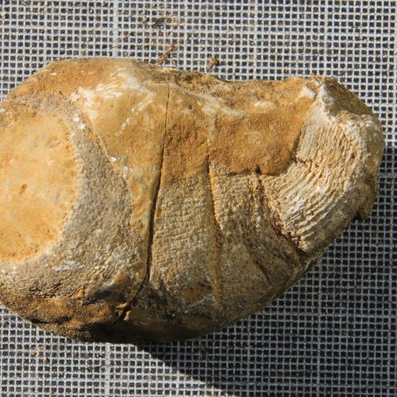 Rugose Coral 3