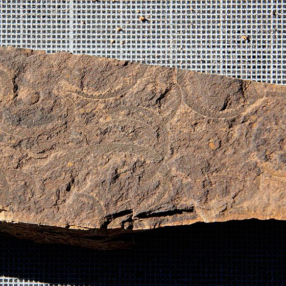 graptolites