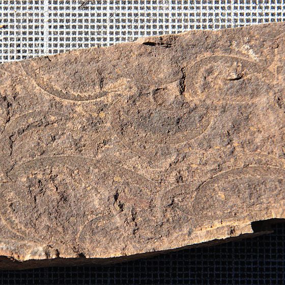 graptolites