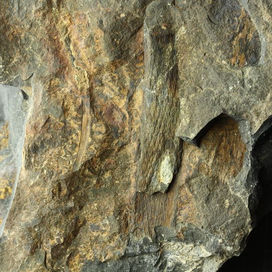 Lepidodendron2